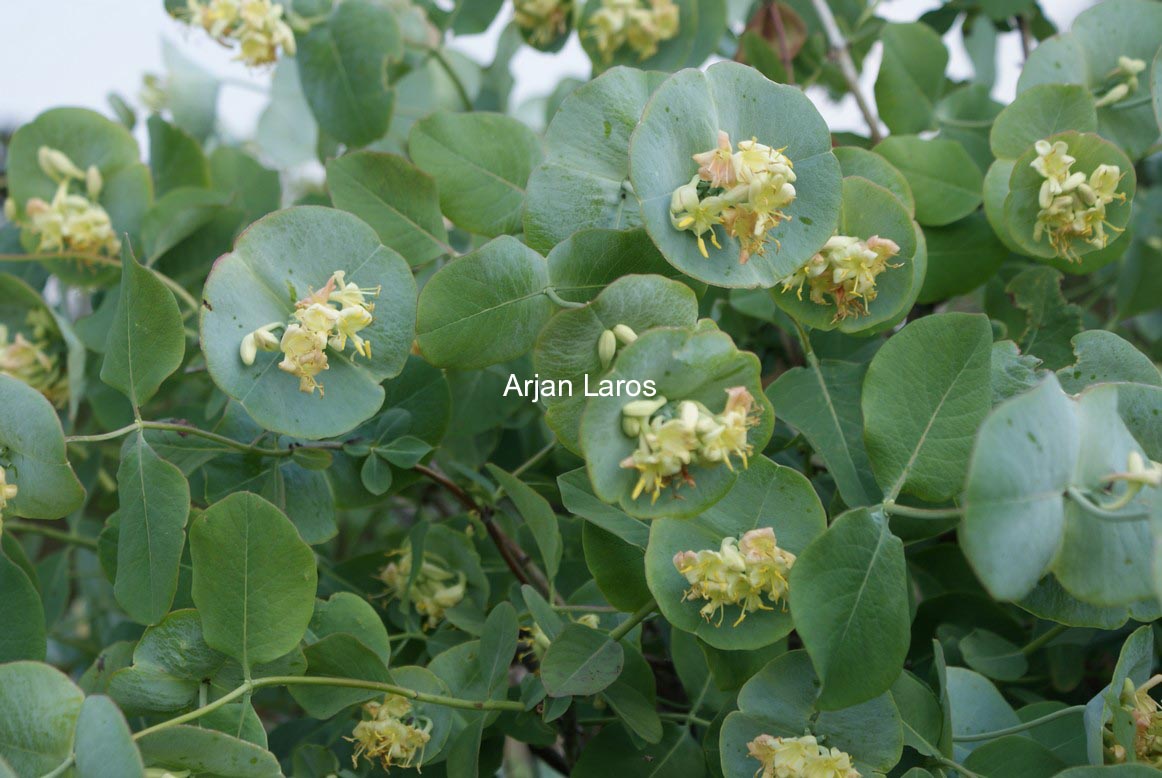 Lonicera reticulata 'Silver'