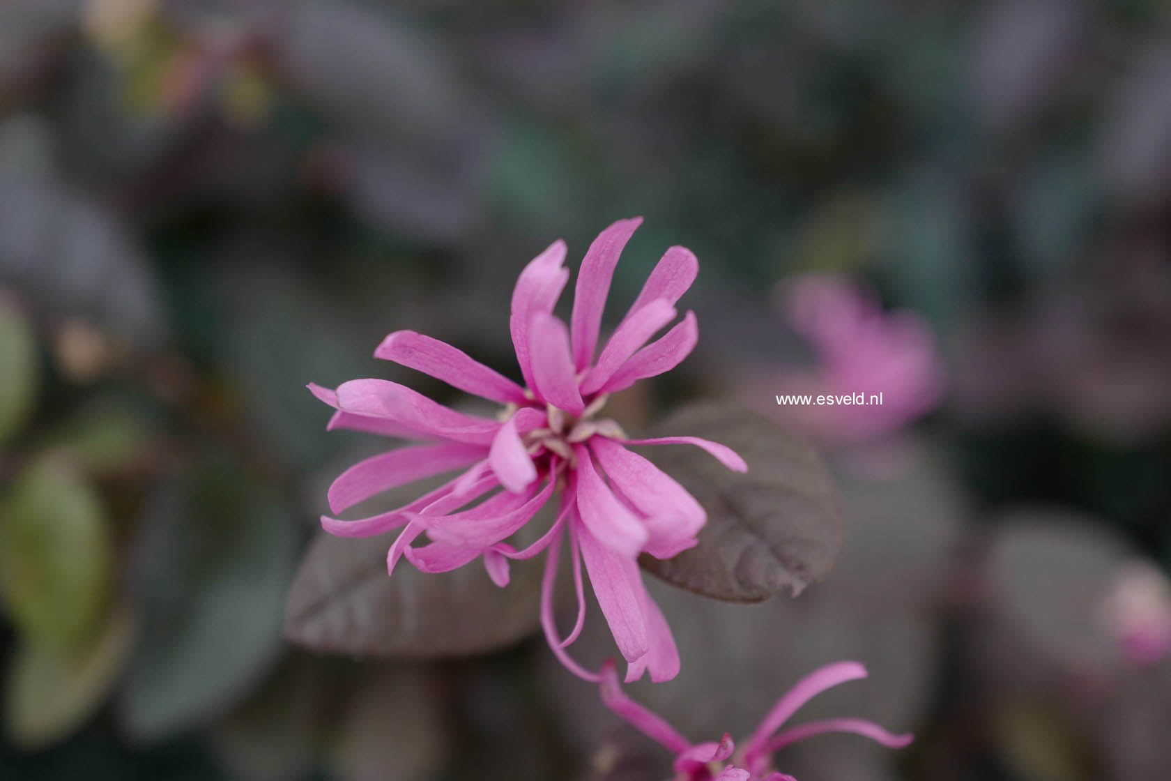 Loropetalum chinense 'Fire Dance'