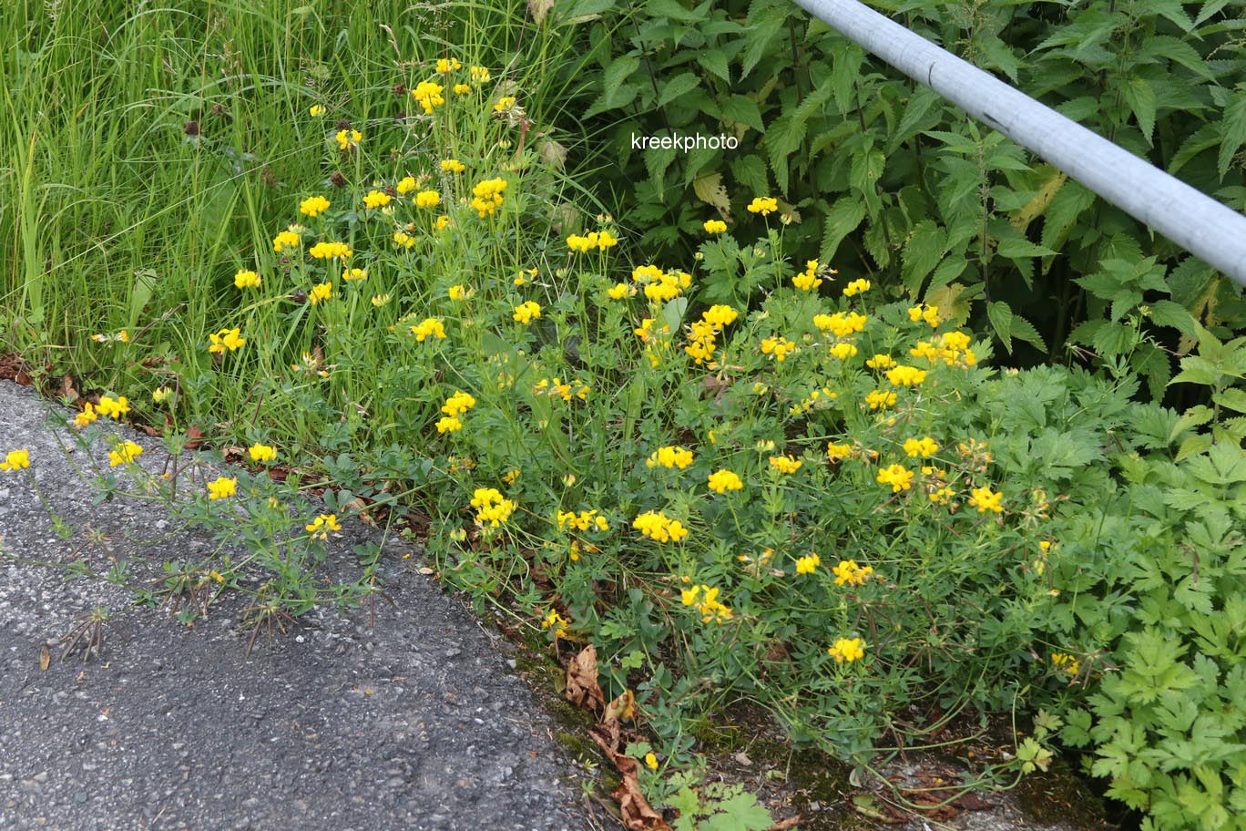 Lotus corniculatus