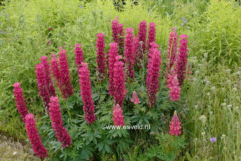 Lupinus 'Gallery Red'