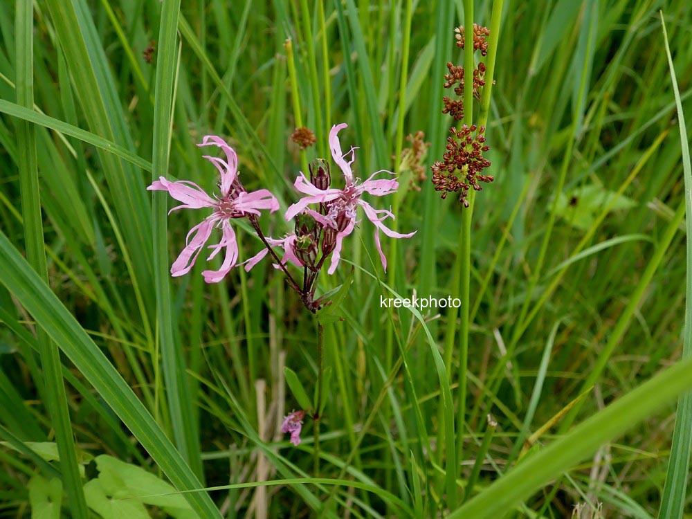 Lychnis flos-cuculi