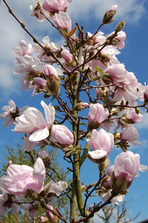 Magnolia 'Alixeed'