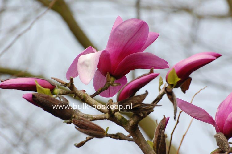 Magnolia 'Apollo'