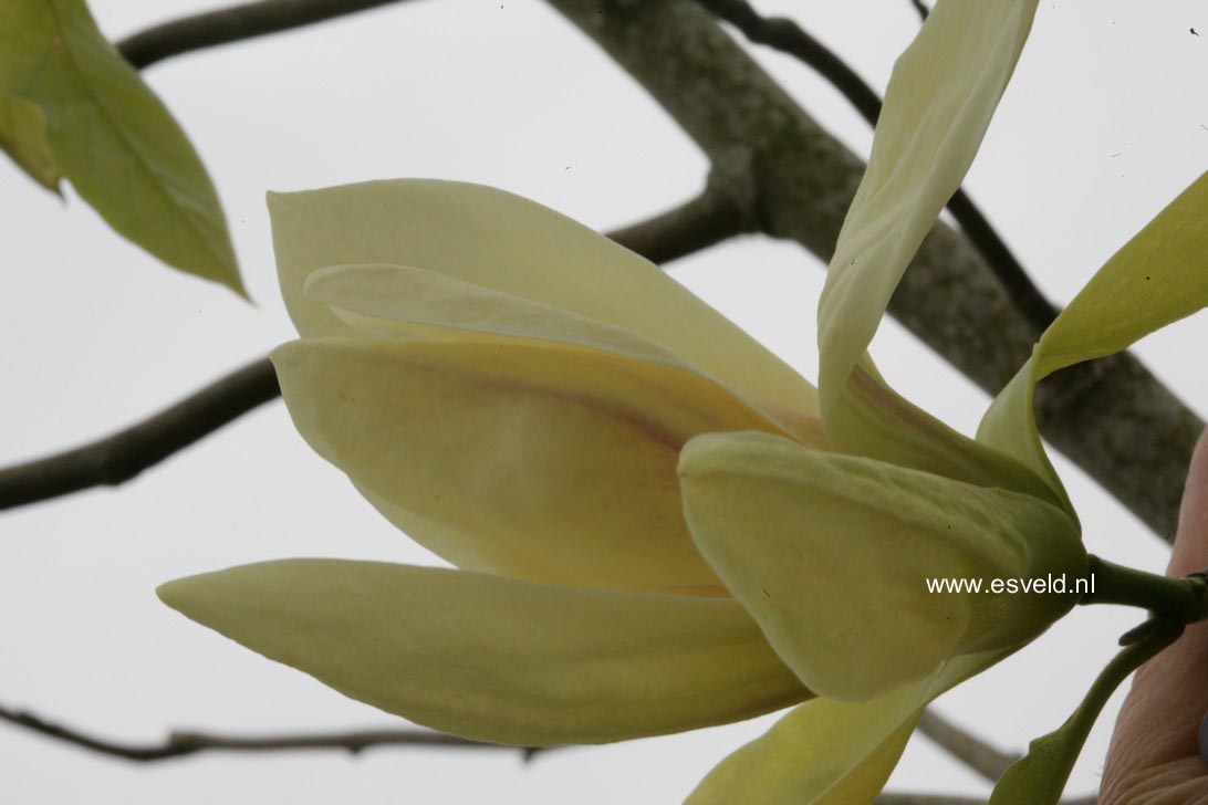 Magnolia 'Banana Split'