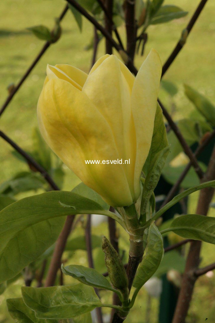 Magnolia 'Daphne'