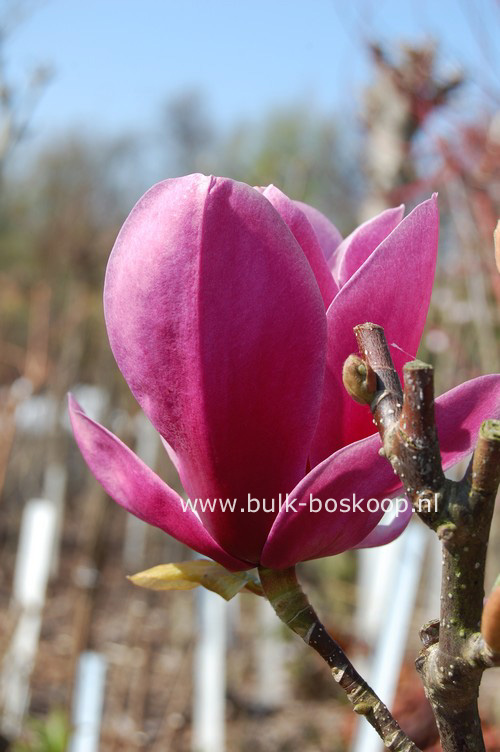 Magnolia 'Shirazz'