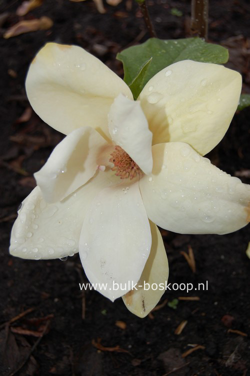 Magnolia 'Sunsation'