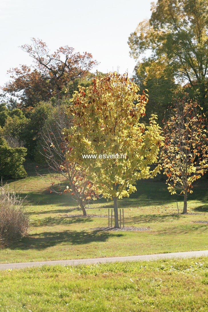 Magnolia fraseri