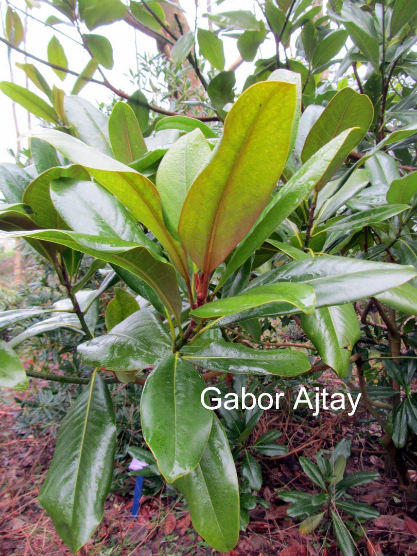 Magnolia grandiflora 'Edith Bogue'