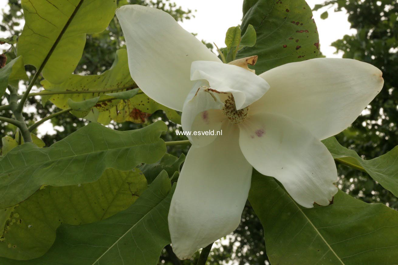 Magnolia macrophylla ssp. ashei