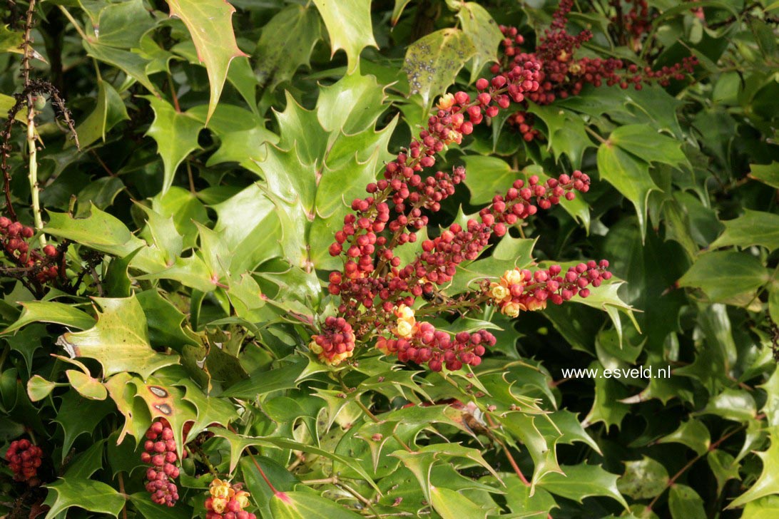 Mahonia 'Cabaret'