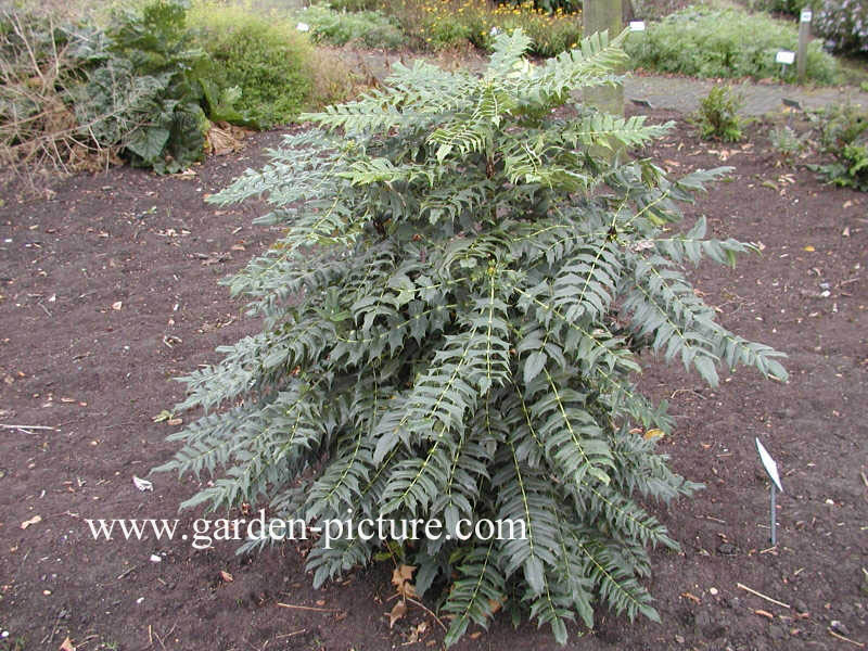 Mahonia media 'Winter Sun'