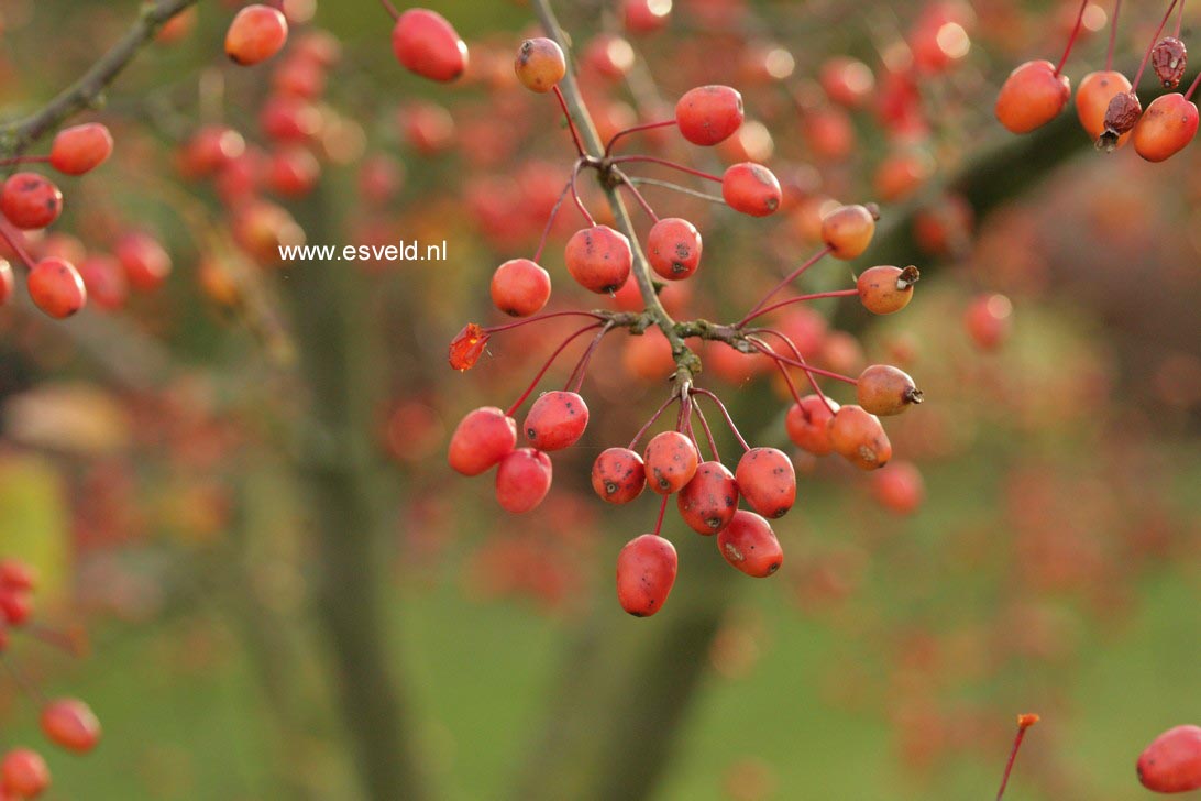 Malus 'Indian Magic'