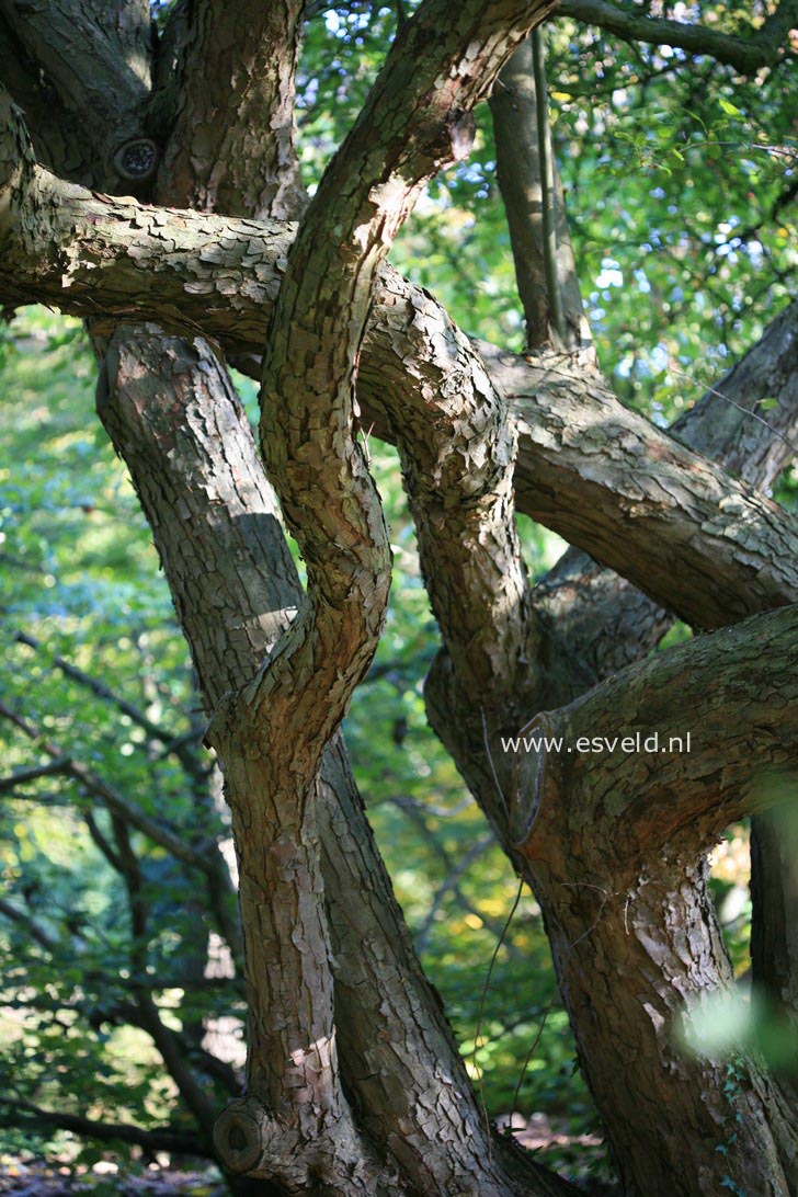 Malus baccata mandshurica
