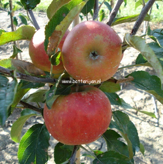 Malus domestica 'Elstar'