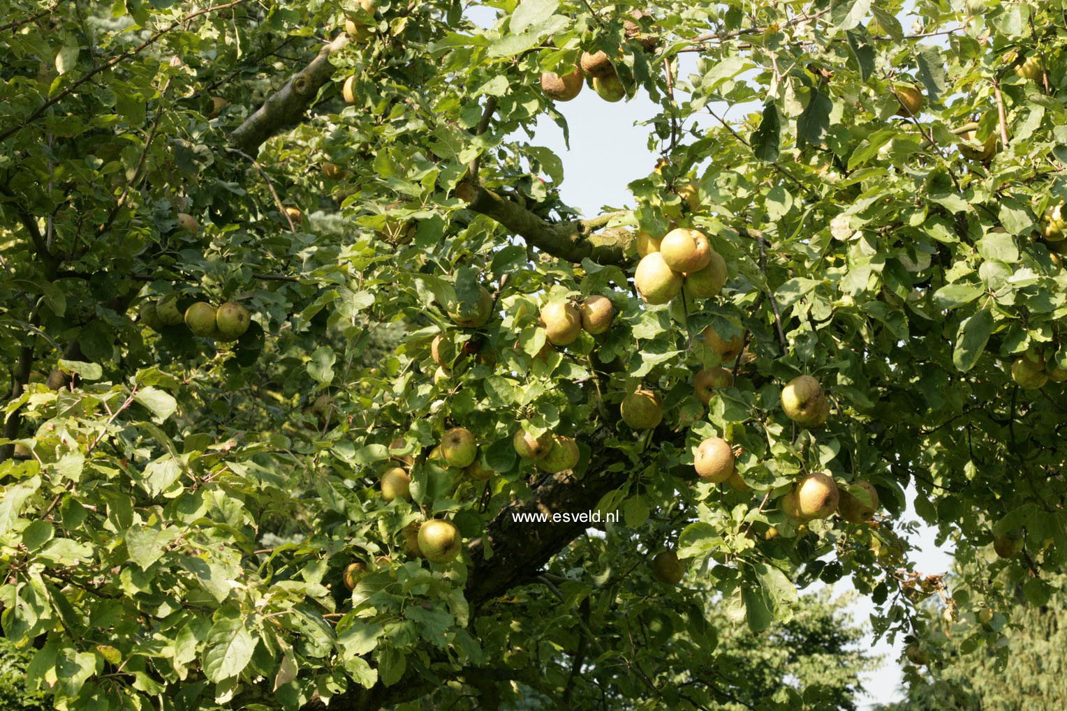 Malus domestica 'Schone van Boskoop'