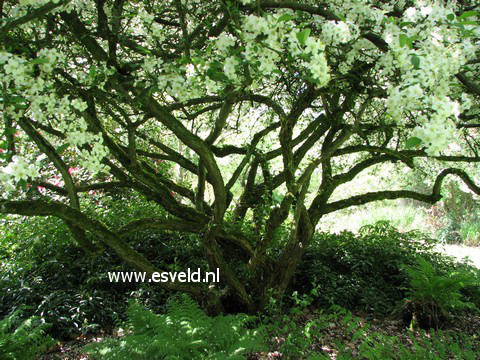 Malus toringo sargentii
