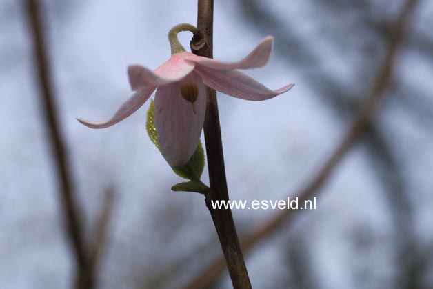 Melliodendron xylocarpum