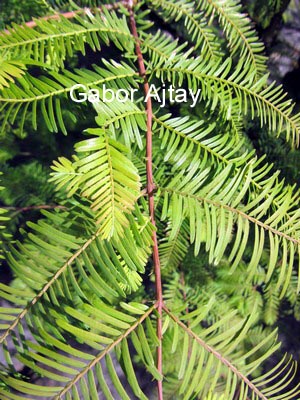 Metasequoia glyptostroboides 'All Bronze'