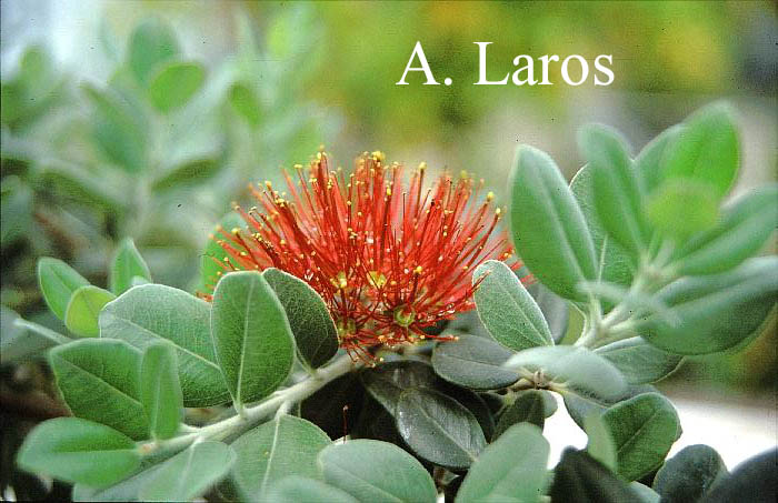 Metrosideros excelsa