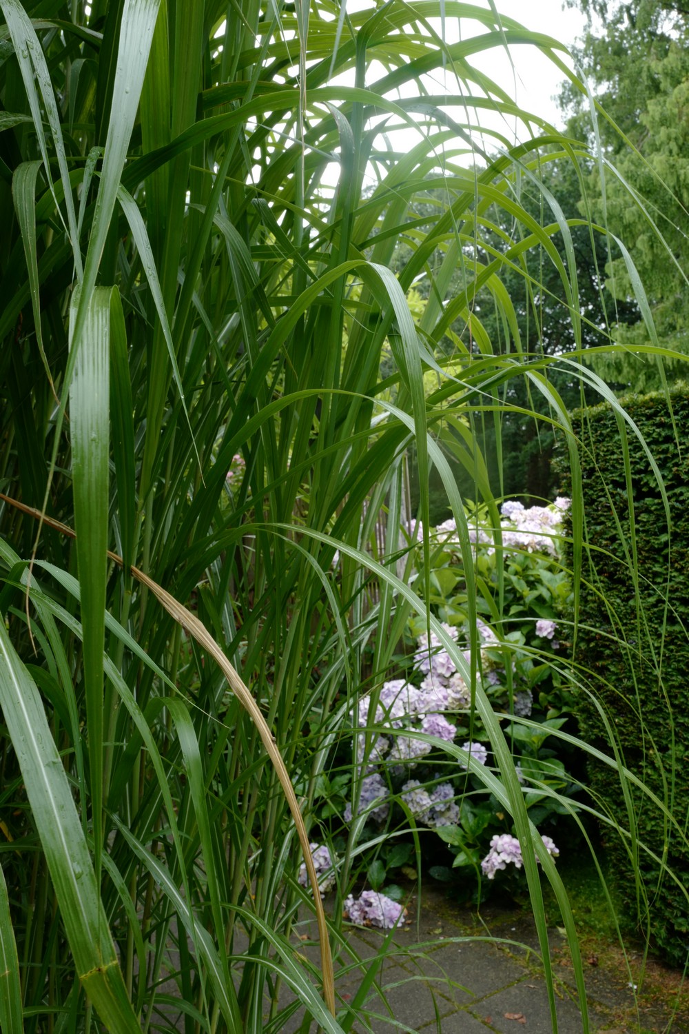 Miscanthus giganteus