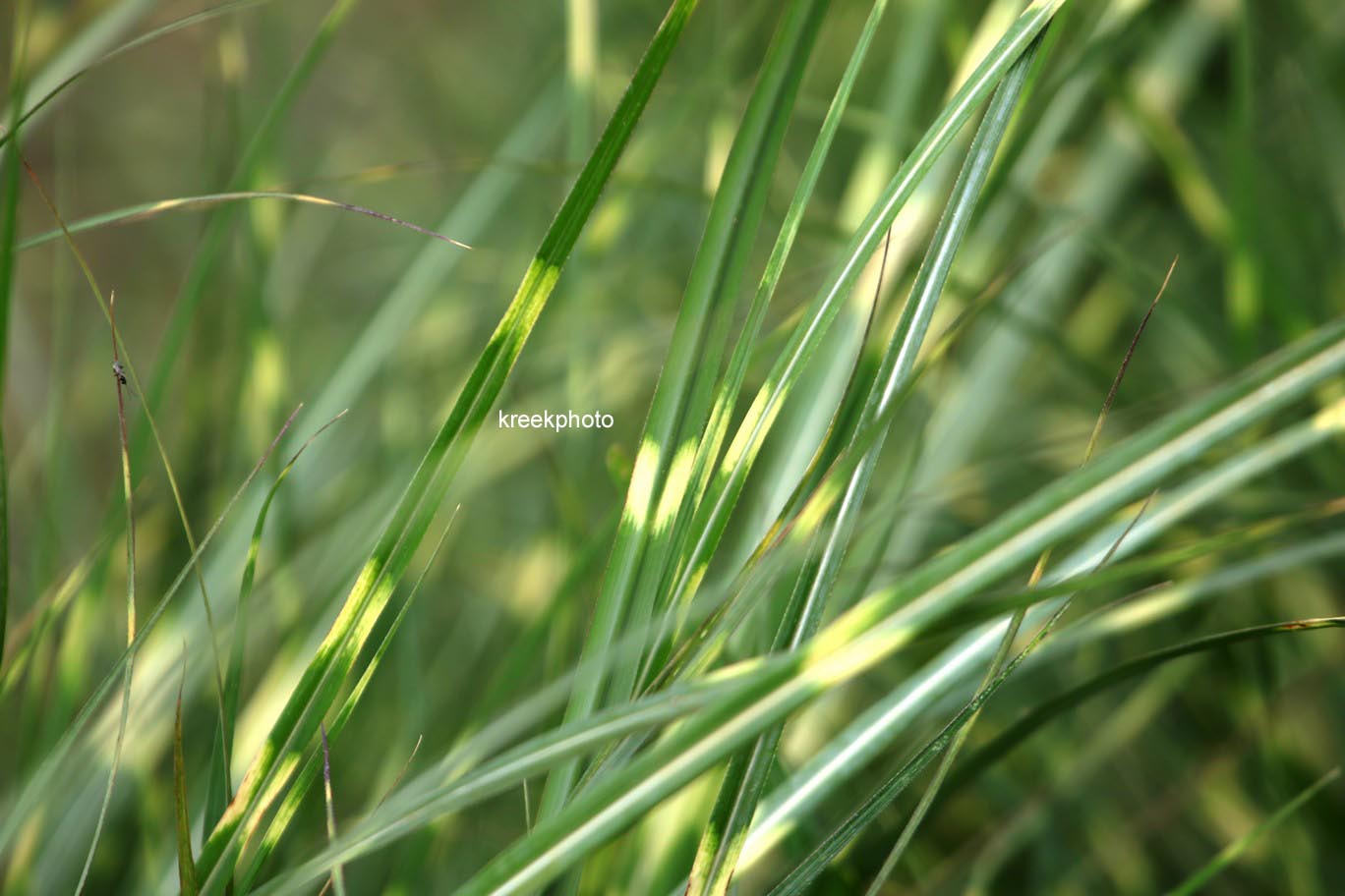 Miscanthus sinensis 'Little Zebra'