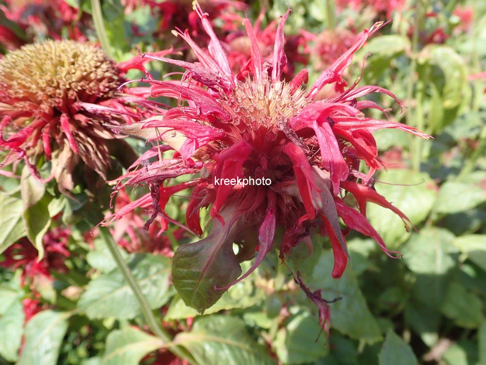 Monarda 'Cambridge Scarlet'