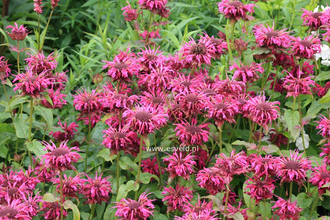 Monarda 'Mahogany'