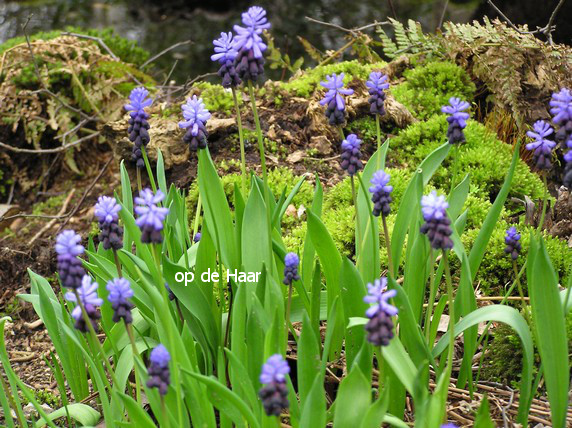 Muscari latifolium