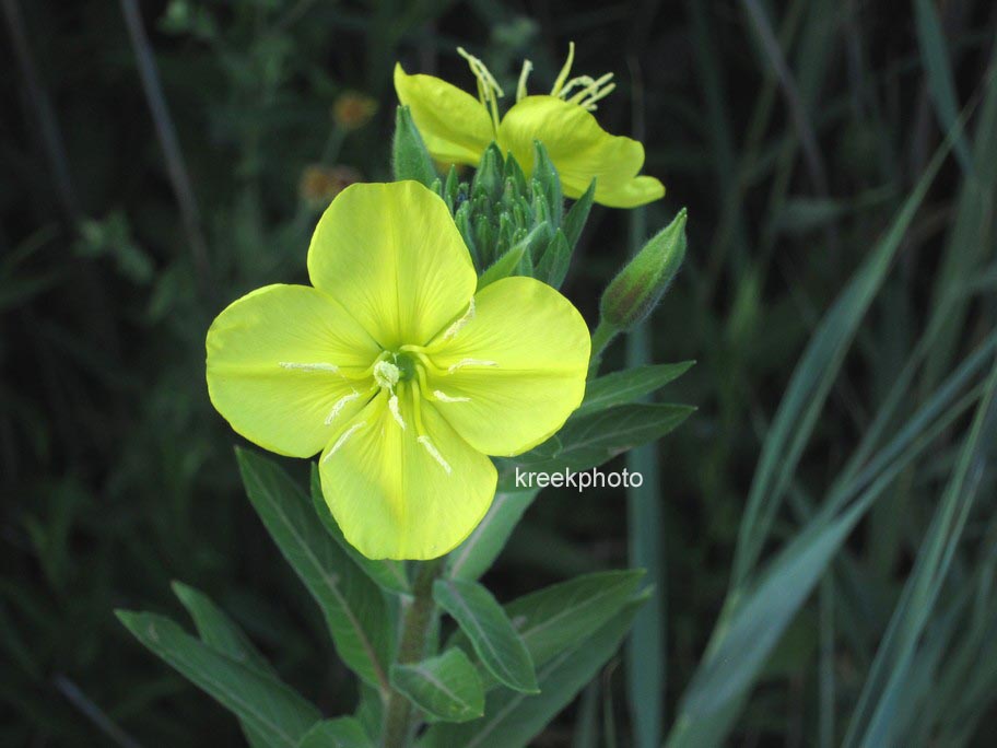 Oenothera biennis