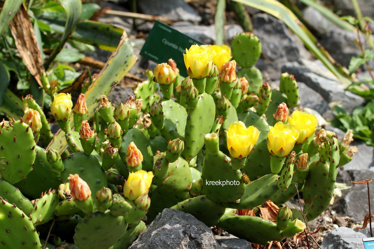 Opuntia humifusa
