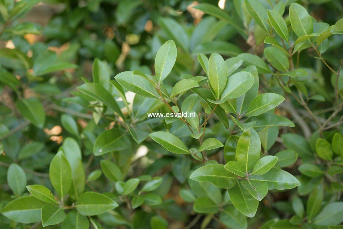 Osmanthus americanus