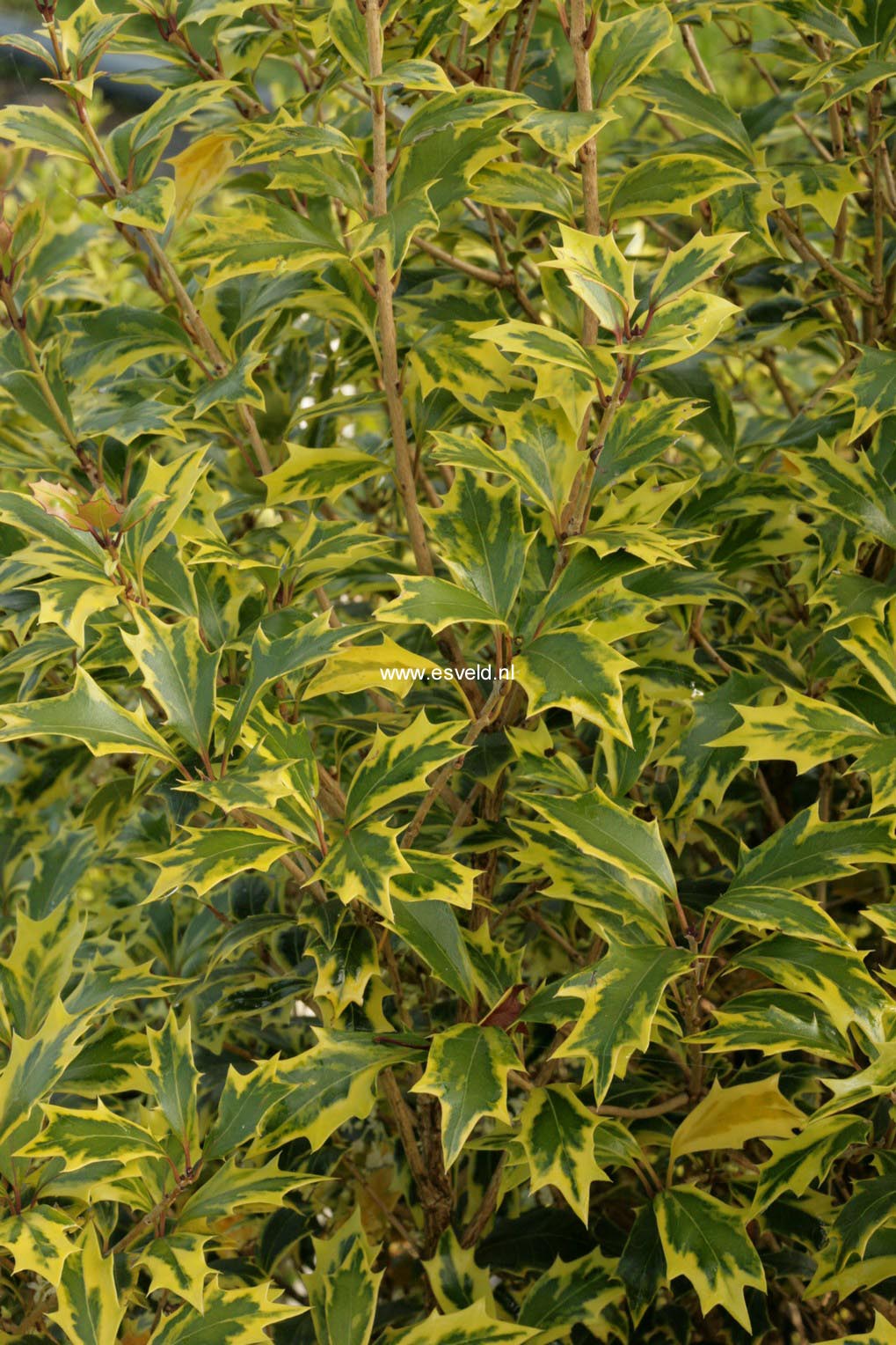 Osmanthus heterophyllus 'Allgold'