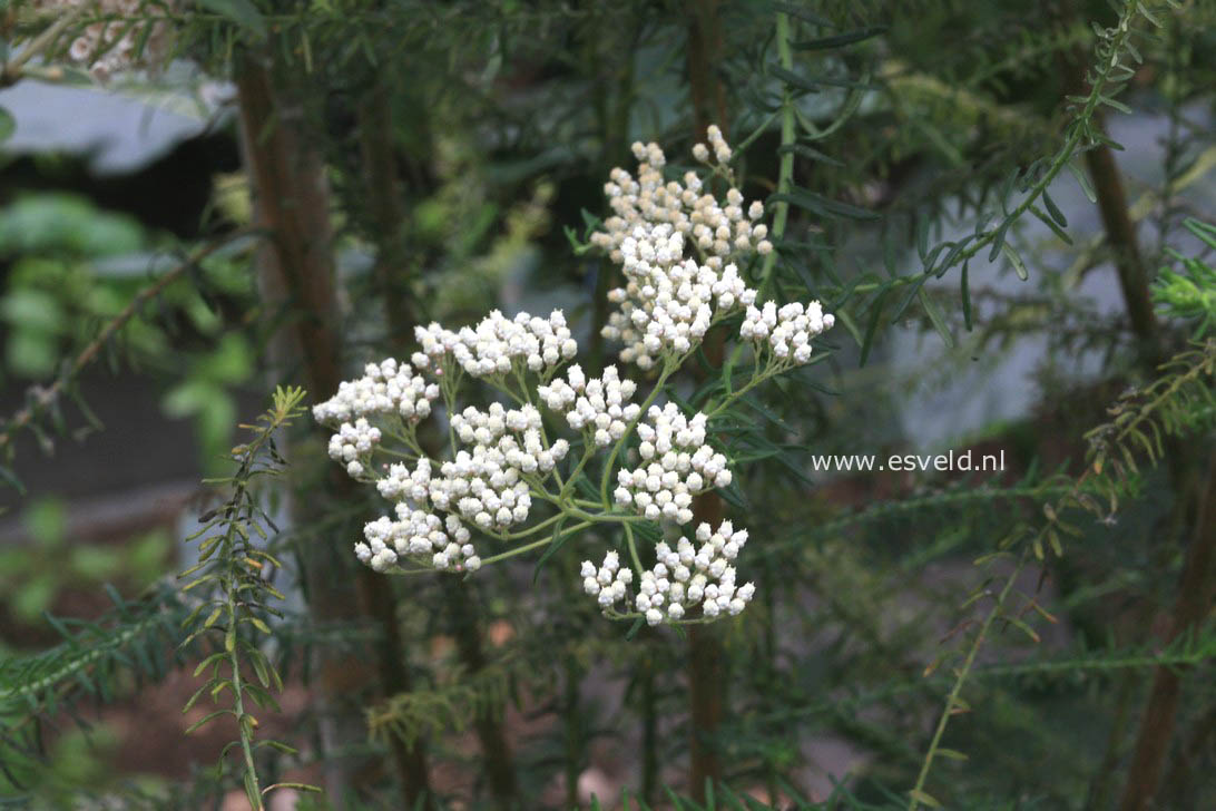 Ozothamnus rosmarinifolius
