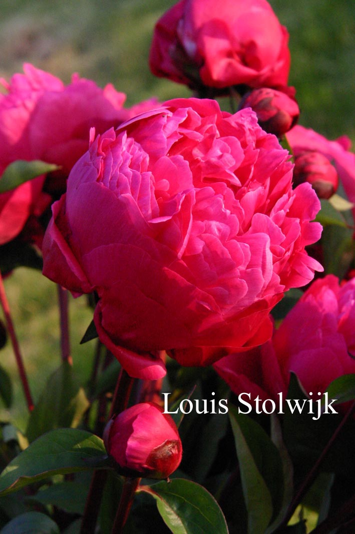 Paeonia 'Red Sarah Bernhard'