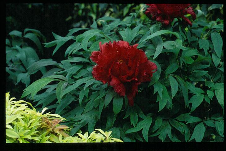 Paeonia suffruticosa (rood)