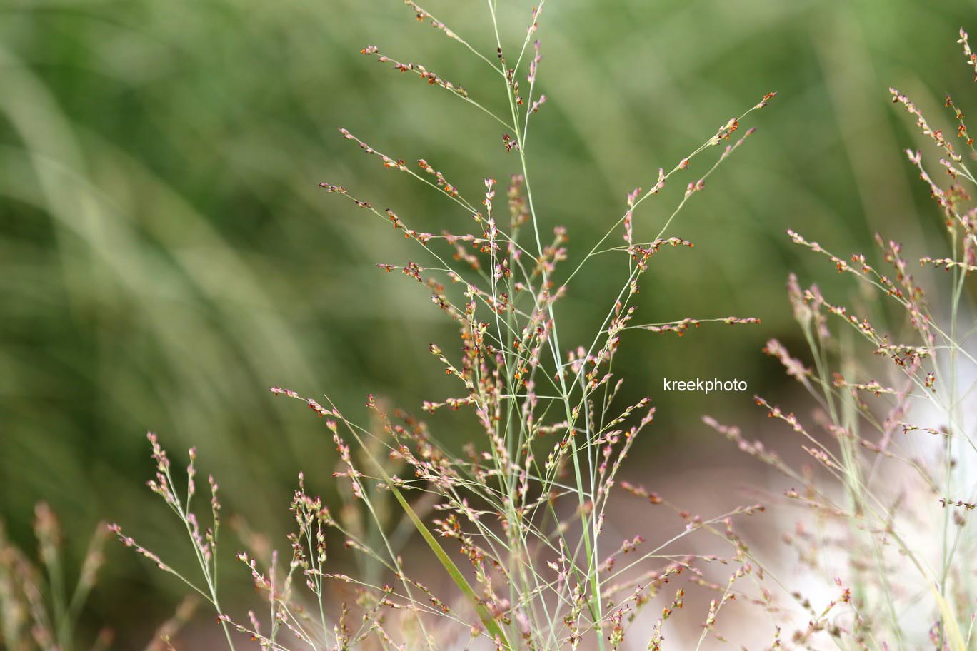 Panicum virgatum 'Heavy Metal'