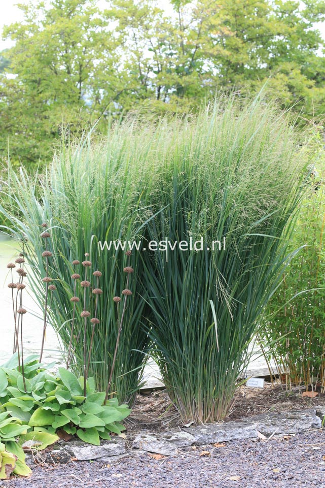 Panicum virgatum 'Northwind'
