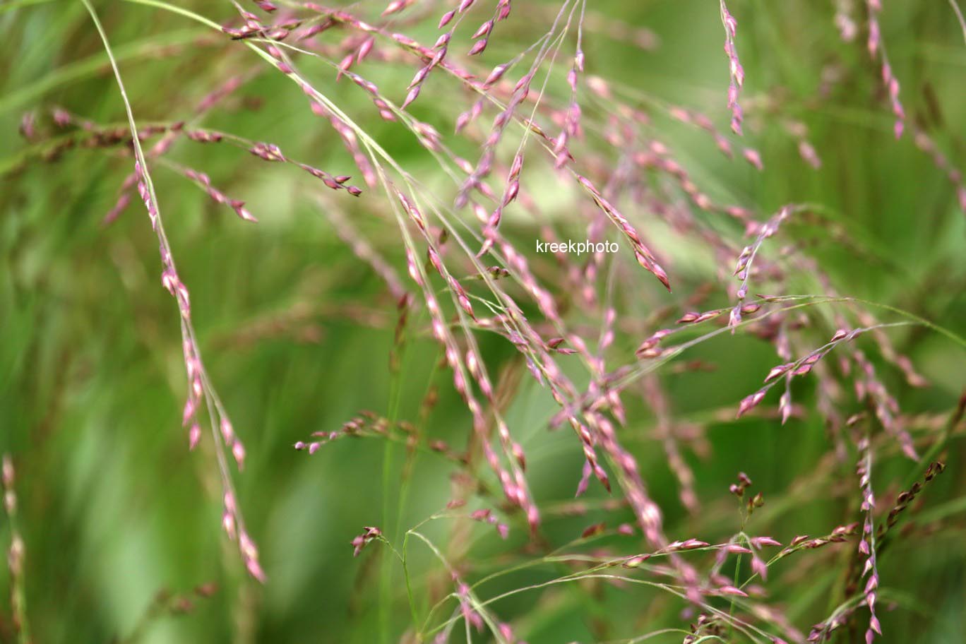 Panicum virgatum 'Warrior'