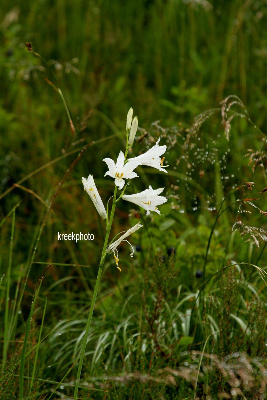 Paradisea liliastrum