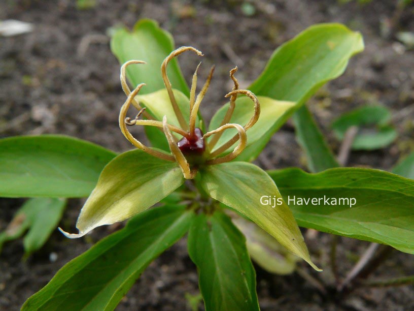 Paris polyphylla