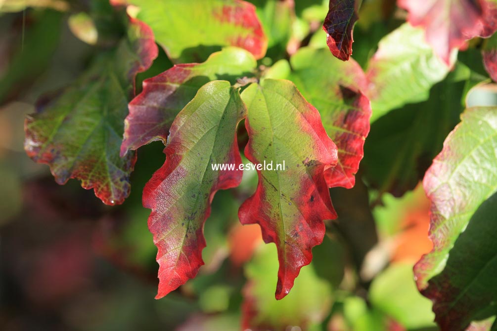 Parrotia persica 'Felicie'