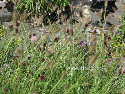 Pennisetum 'Red Bunny Tails'