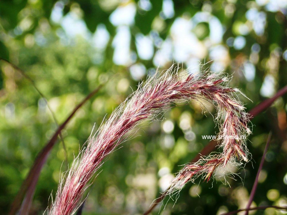 Pennisetum advena 'Rubrum'
