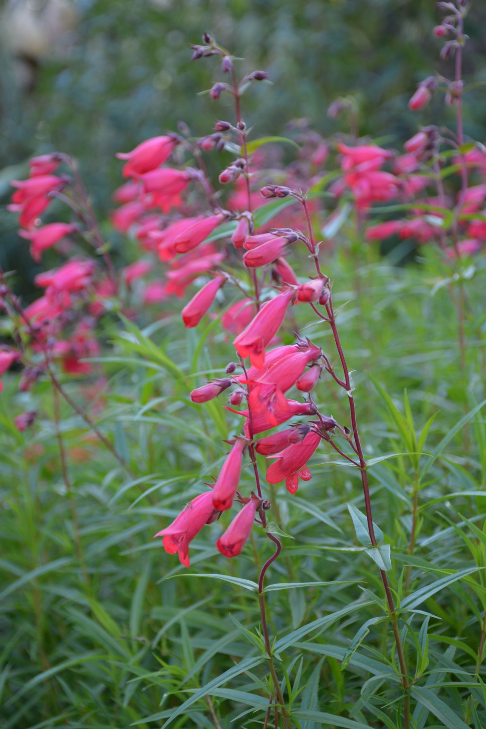 Penstemon 'Andenken an F. Hahn' (GARNET)