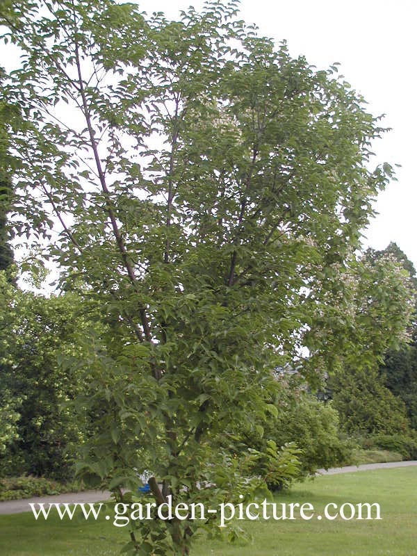 Phellodendron amurense