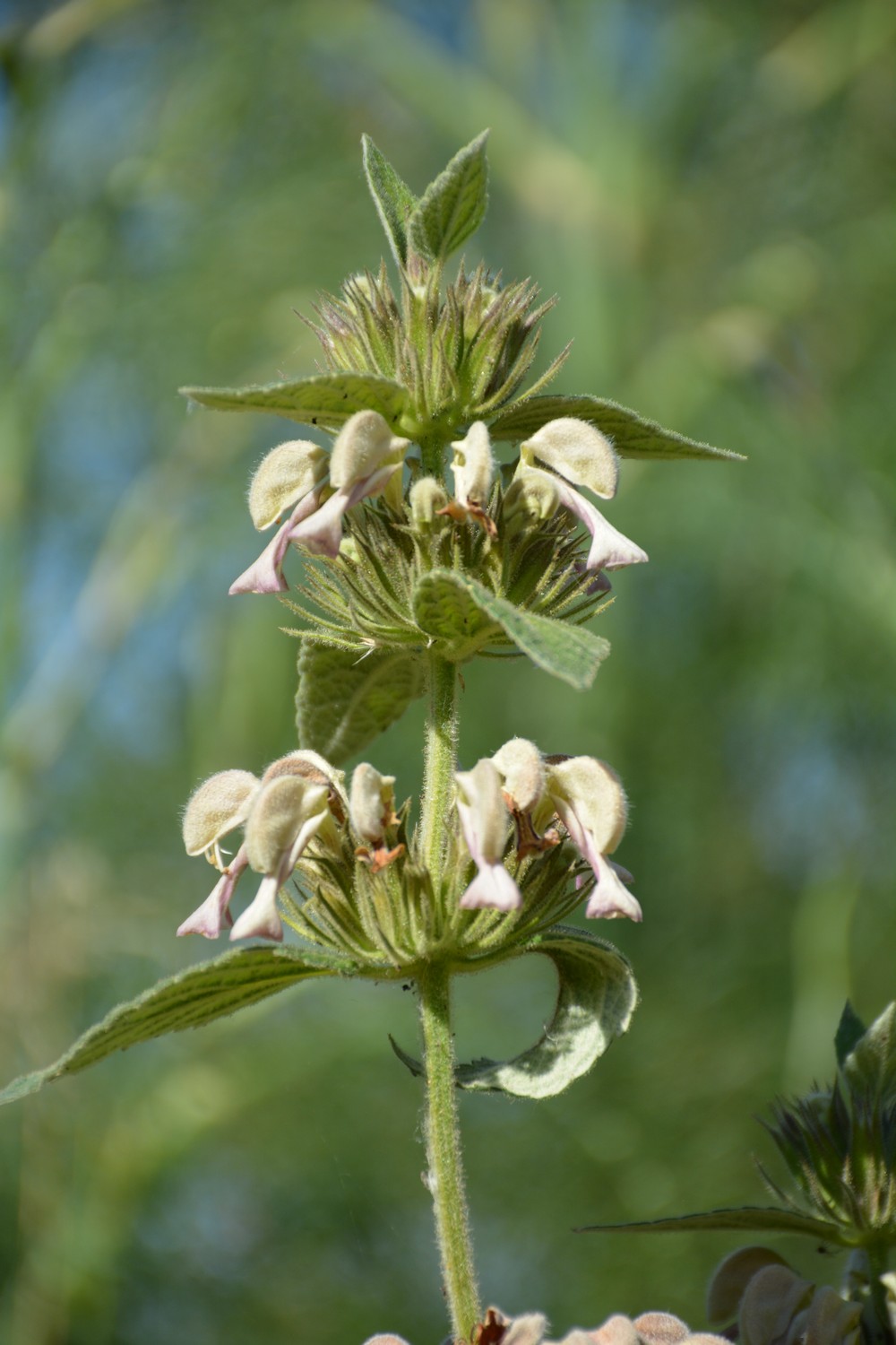 Phlomis samia