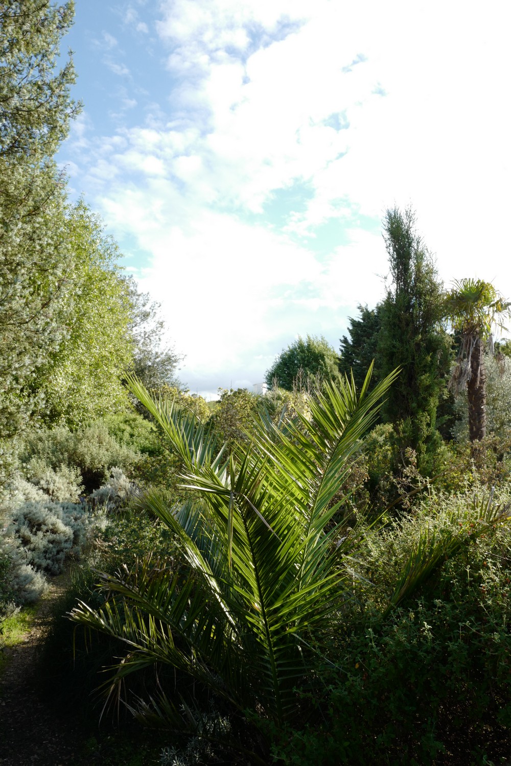 Phoenix canariensis