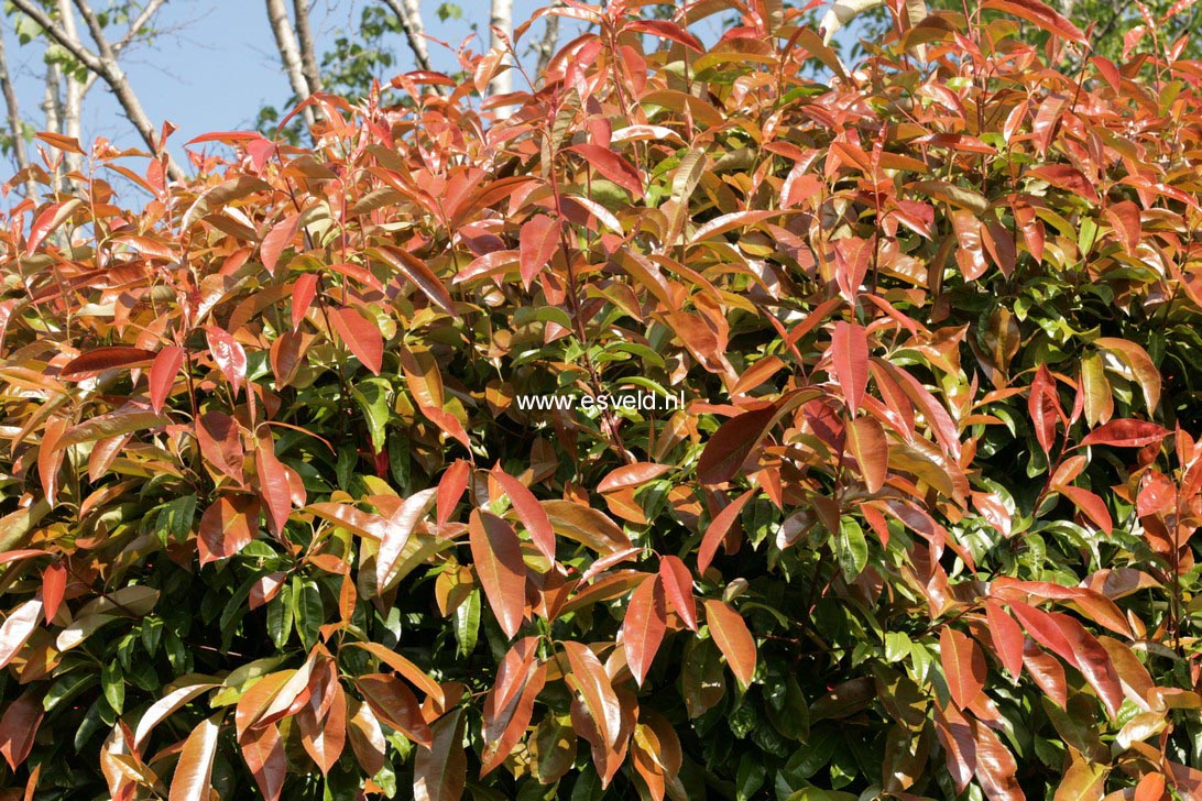 Photinia serratifolia
