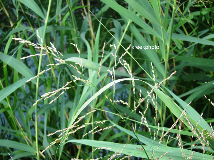 Phragmites australis
